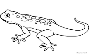 Ada yang hidup di air, darat, bisa terbang, memiliki dua kaki, empat kaki dan berbagai ciri lain. Mewarnai Gambar Sketsa Kadal Dunia Mewarnai