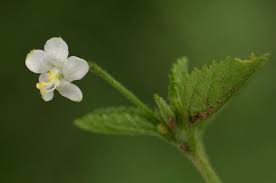 Image result for Hibiscus micranthus