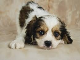 Looking for a puppy or dog in houston, texas? Cavapoo Your All Around Wonder Dog K9 Web