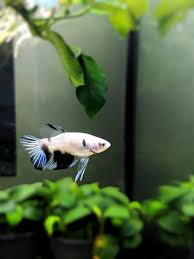 Reddit Meet Poe My New Hmpk Who Survived Being Lost In The Mail For A Week Only To Survive And Join The Family Bettafish