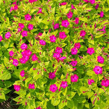 When in bloom, the flowers will open in that order starting in the morning until evening. Four O Clock Limelight Organic Mirabilis Jalapa Seeds Select Seeds