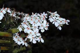 Image result for Aerangis stelligera