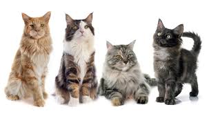Check spelling or type a new query. Wallpaper Four Cats White Background 2560x1600 Hd Picture Image