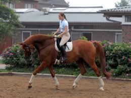 Isabell werth leather dressage saddle. Isabell Werth S Dressage Training System Unveiled Dressage Today