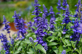 Image result for Salvia