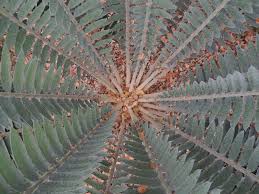 Image result for Encephalartos munchii