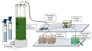 We also want to make sure the top of our soil is dry between waterings. Applied Sciences Free Full Text Production Of Microalgal Slow Release Fertilizer By Valorizing Liquid Agricultural Digestate Growth Experiments With Tomatoes Html