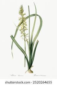 Image result for Emilia abyssinica