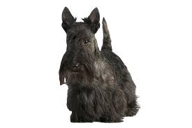 We have collected 37+ scottish terrier coloring page images of various designs for you to color. Scottish Terrier Dog Breed Information