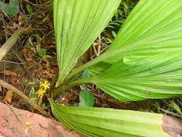 Image result for Curculigo latifolia