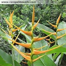 Pin On Heliconia