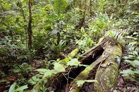 Rotting Log On The Rainforest Floor In The Peruvian Amazon Rainforest Beautiful Nature Plant Life