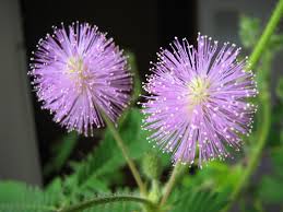 While it has a lot to offer as a houseplant, with its feathery compound leaves and pretty powder puff flowers, it's the amazing leaf action that makes this tropical plant so intriguing: Mimosa Pudica Touch Me Not Plant Explained Unassaggio