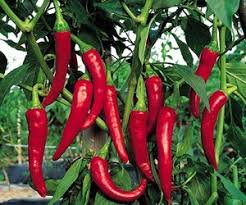 Image result for Capsicum annuum