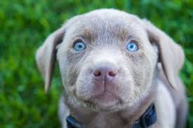 Silver Llab 6 Lab Puppies Silver Lab Puppies Silver Labrador Puppies
