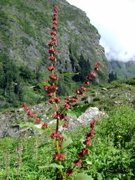 Image result for Rumex nepalensis