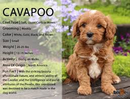 The cavapoo is a small breed resulted from the cross between the cavalier king charles spaniel and the toy poodle. Cavapoo Puppies For Sale In North West Off 53 Www Usushimd Com