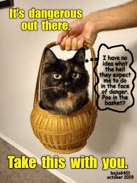 Never let your friends feel lonely…disturb them all the time. Questionable Safety Cat Memes Cat Quotes Animal Memes