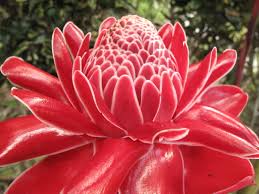 Image result for Etlingera