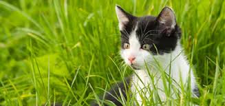 But at what age is it appropriate to spay or neuter a cat? Is There A Right Age To Neuter A Kitten Catster