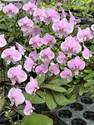 Image result for Buchnera pulcherrima