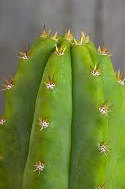 The san pedro cactus will do well living outdoors in mild or warm climates, or it can be grown in an indoor container in colder climates. The Ancient Wonders Of The San Pedro Cactus Flora Grubb Gardens