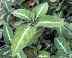 Image result for Ruellia makoyana