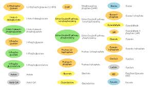 Glycolysis Overview Biology Glucose Catabolism Pathways