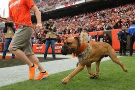 The cleveland browns claimed wide receiver marvin hall off of waivers on monday. See The Fans Who Lined Up To See The Browns Heir To The Mascot Throne Swagger Jr Sj Photos Cleveland Com