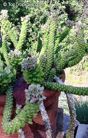 Image result for Monadenium discoideum