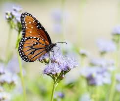 How do you attract monarch butterflies? Fall Flowers For Fall Monarchs Save Tarrant Water