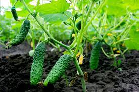 We did not find results for: The 7 Secrets To Growing Cucumbers How To Grow An Incredible Crop