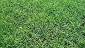 Mow zoysia grown on activity fields or in areas with frequent foot traffic at a blade height between 3/4 and. Texas Grasses Top 3 Types Of Grass For Texas Lawns