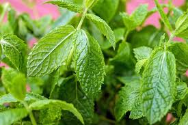 Peppermint and spearmint are very similar so let me show you how you can easily tell the difference someone recently asked me about the mint growing in their garden. What Is The Difference Between Mint And Peppermint Mini Garden Guide