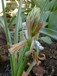 Image result for Dipcadi marlothii