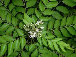 Curry leaves enhance the overall taste and aroma of south indian and other indian cuisines. Benefits Of Consuming Curry Leaves Shethepeople Tv