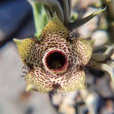 Image result for Orbea paradoxa
