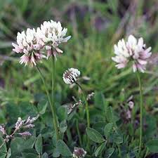 Image result for Argyrolobium vaginiferum