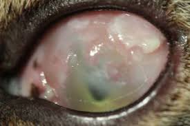 Eosinophile Keratitis Der Katze Nach Herpesinfektion Kleintierpraxis Dr Nina Muller Team