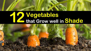 The basics of planting and growing a vegetable garden. 19 Vegetables For Growing In Shade