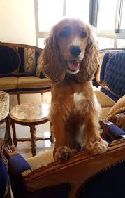 pin by kopek dunyasi on 2021 satilik american cocker fiyatlari golden retriever spaniel dogs