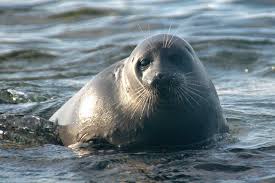 Something, such as a piece of tape, that is placed on a product or package to show that the. Mystery Of Siberian Freshwater Seal Food Choice Solved