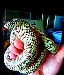 Brooks Kingsnake Caresheet
