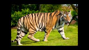 Maybe you would like to learn more about one of these? Suara Harimau Youtube