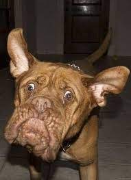 50 Funny Face Dogs Ideas Dogs Funny Dogs Funny Animals
