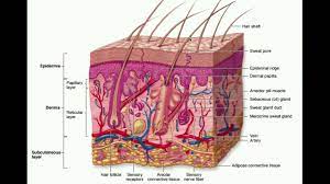 The Integumentary System The Dermis Hypodermis Youtube