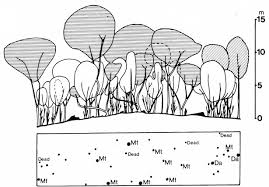 Image result for Campylostemon angolense