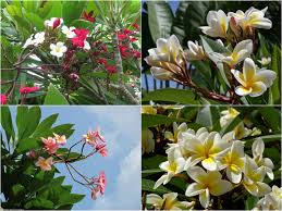 Kath Champa Goloncha Frangipani Flower Frangipani Flowers Tropical
