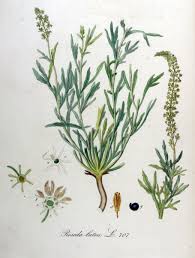 Wilde Reseda Reseda Lutea Botanical Illustration Nature Journal Illustration