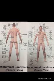Anatomical Landmarks Anterior And Posterior View Diagram Quizlet
